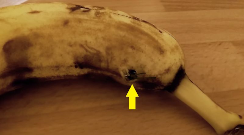 Horror-Fund in Banane!