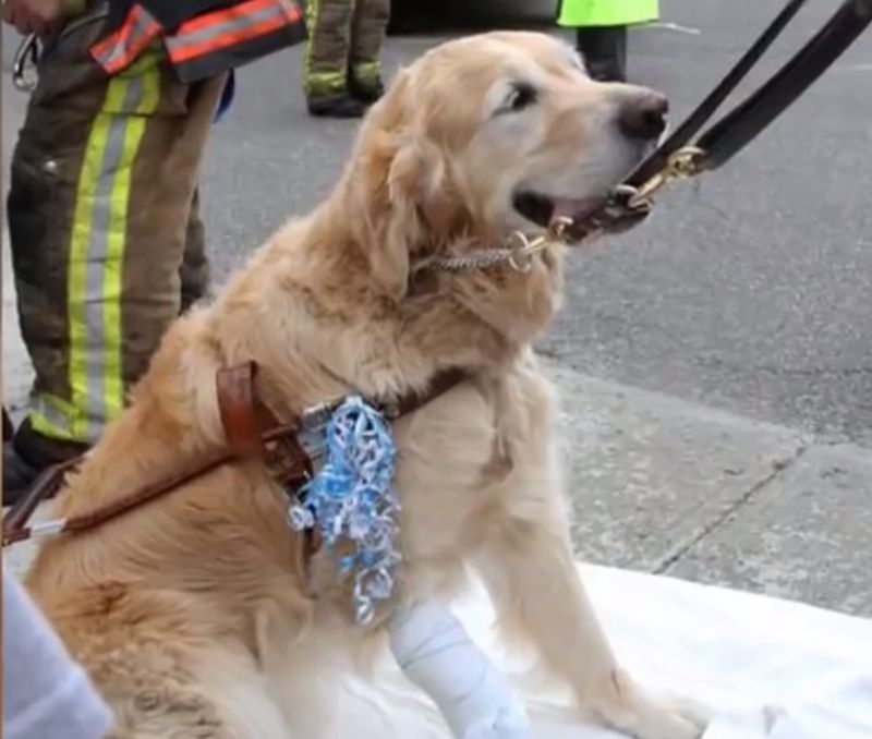 Blindenhund springt vor fahrenden Bus um Frauchen zu retten