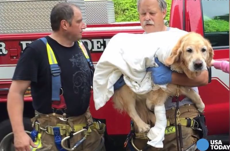 Blindenhund springt vor fahrenden Bus um Frauchen zu retten