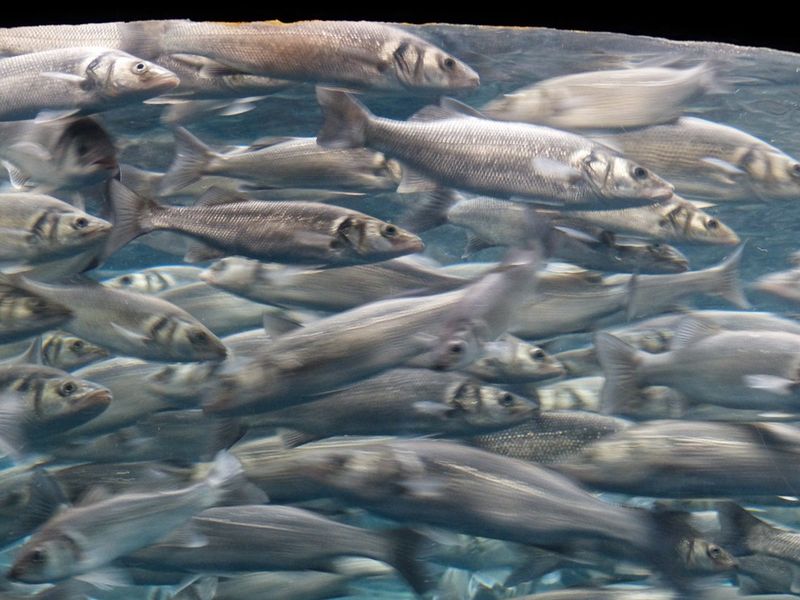 Schaffst du es die Fische im Aquarium richtig zu zählen?