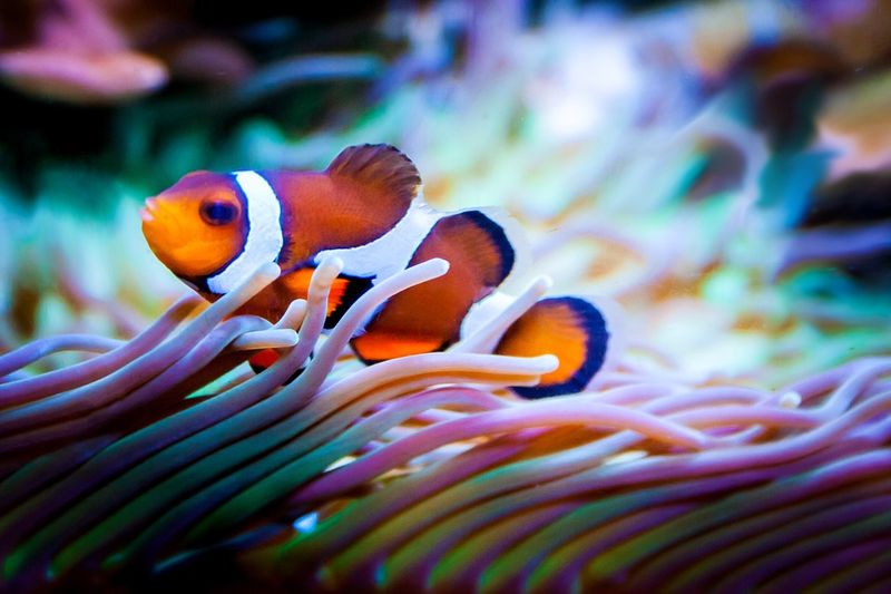 Schaffst du es die Fische im Aquarium richtig zu zählen?