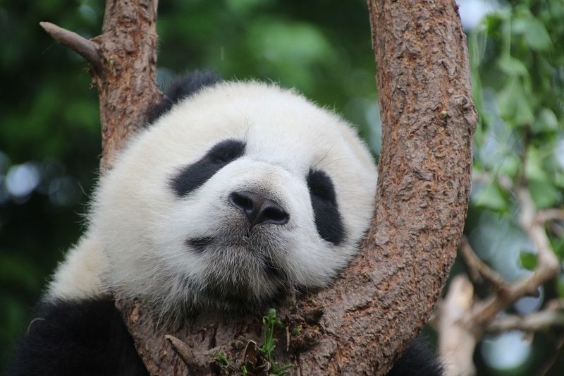 Schaffst du es, den Panda innerhalb von 10 Sekunden in DIESEM Bild zu finden?