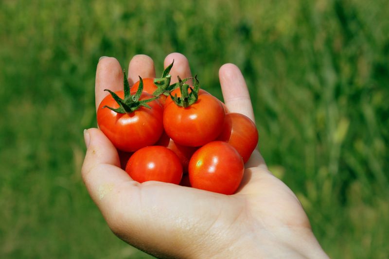 Ist das Grüne bei Tomaten wirklich giftig?