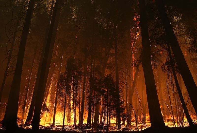 Waldbrand rettet Mutter und ihr Baby