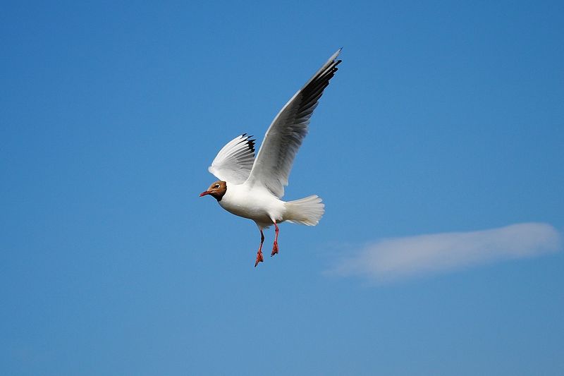 Was fliegt, wenn es geboren wird...?