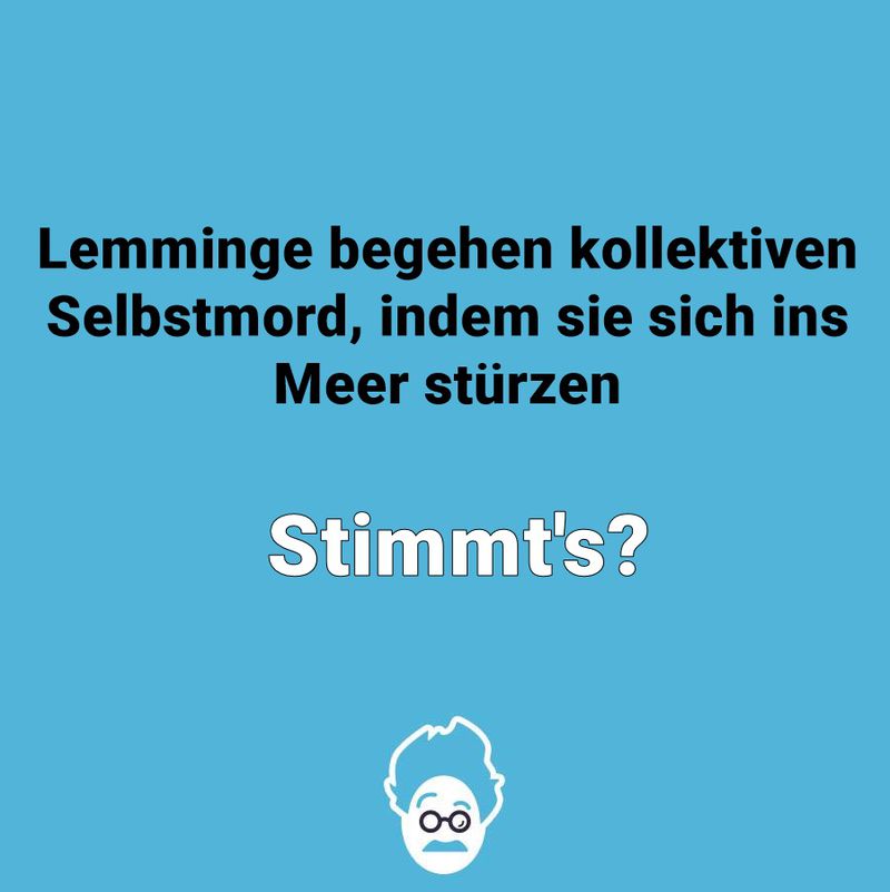Begehen Lemminge kollektiven Selbstmord, indem sie sich ins Meer stürzen?