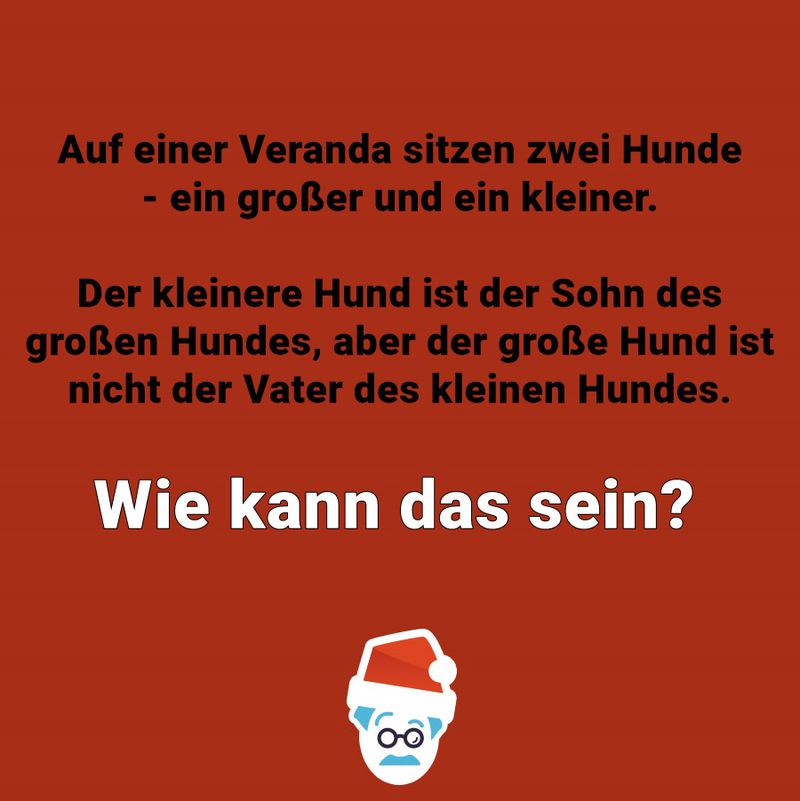 Zwei Hunde